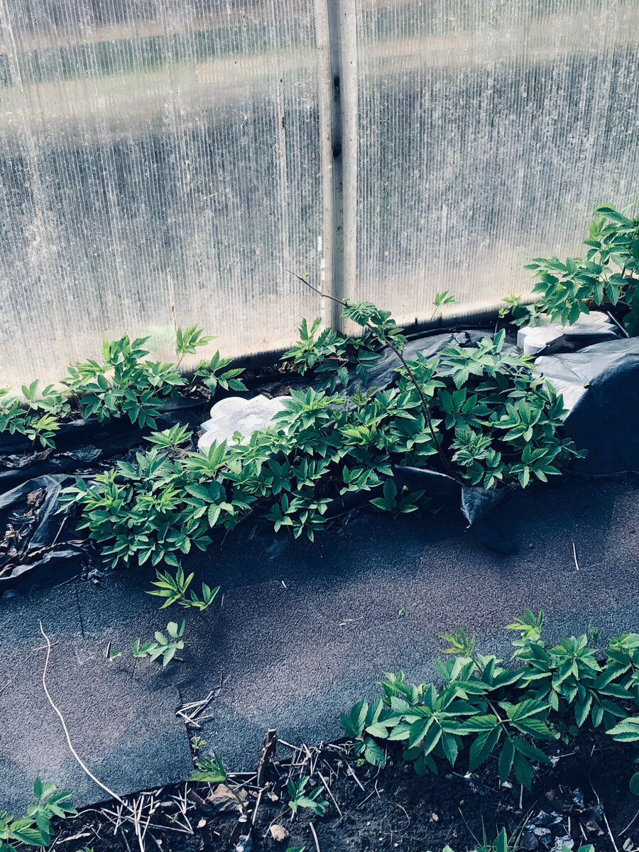 Сныть пробила дырки в черной пленке и спокойно себе растет. 