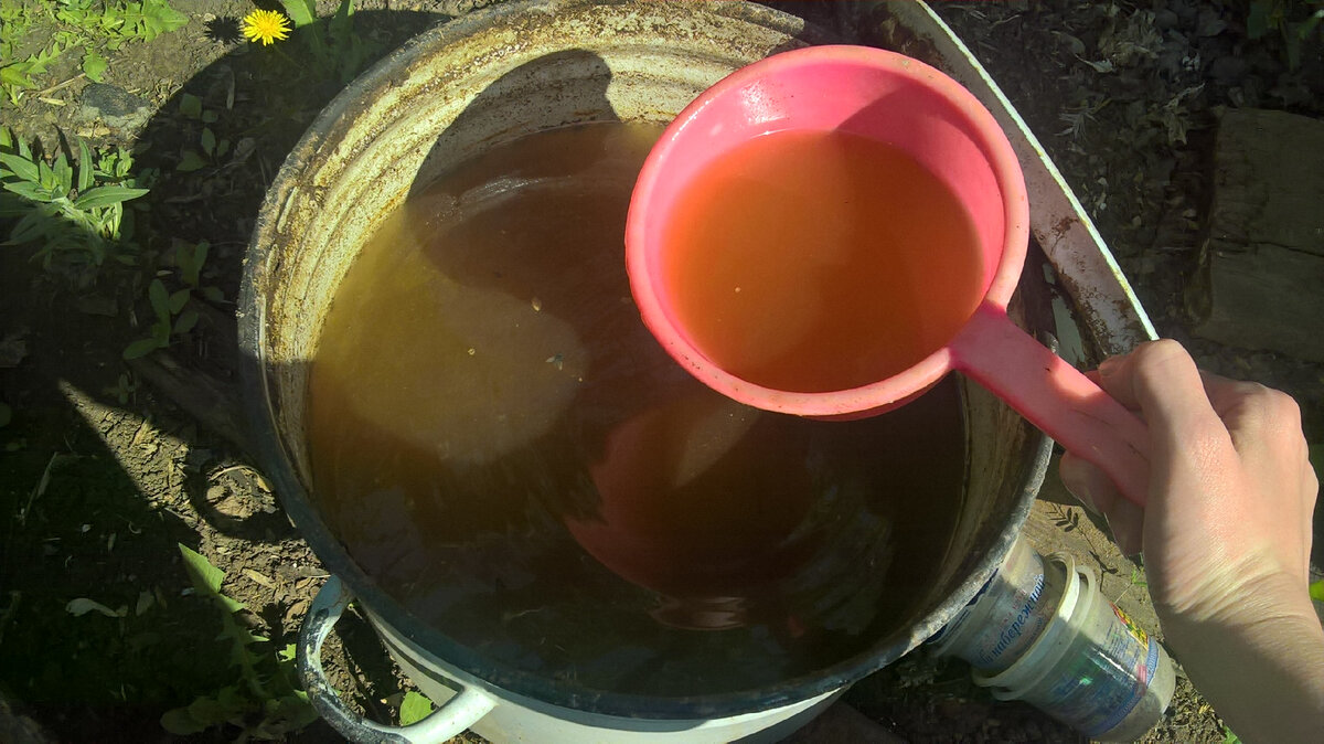 Настой куриного помета в 2021