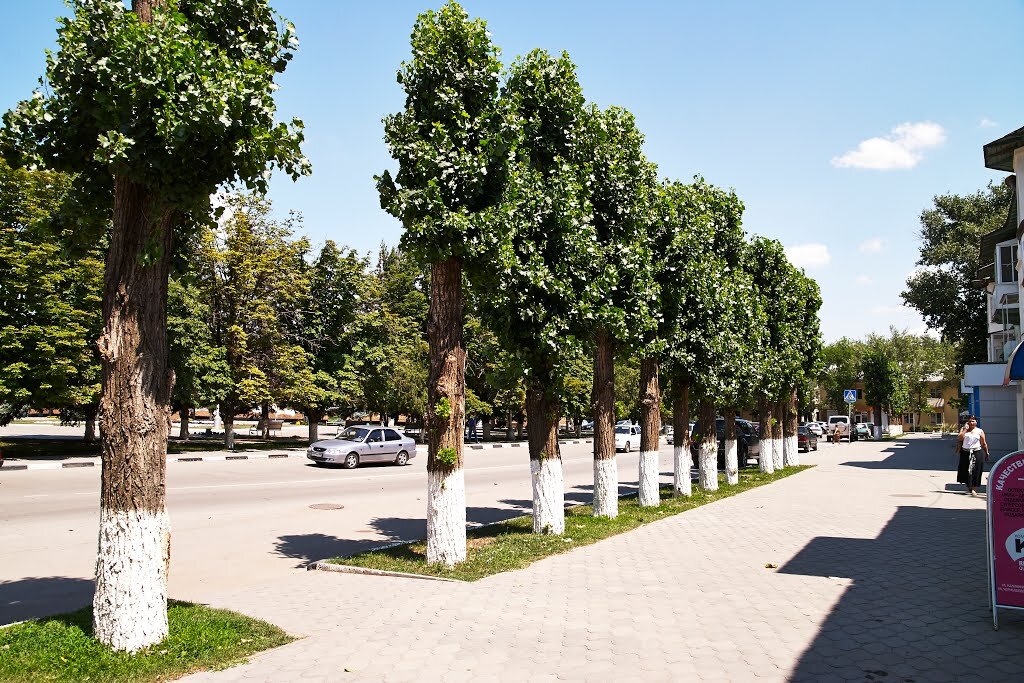 пирамидальный тополь омск. аллея каштанов в москве. деревья растущие в городах. парки сады скверы в лос анджелесе. улица с деревьями.