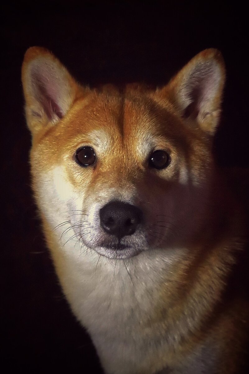 Изображение Thorsten Schulze с сайта Pixabay 