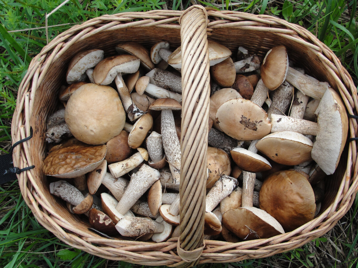 Грибы 28 мая 2016 .