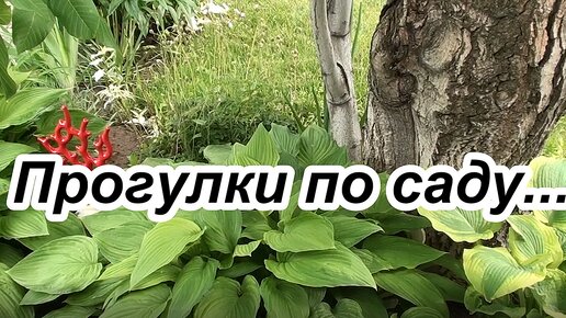 下载视频: Прогулки по саду....