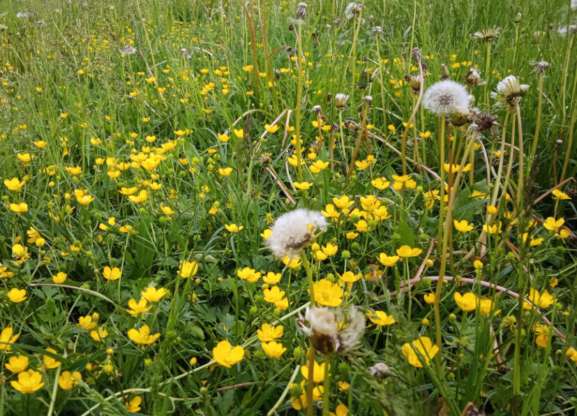 Гуляли вчера на цветущем лугу, как ответить на вопрос: "Чем пахнет?". Всем!!!
