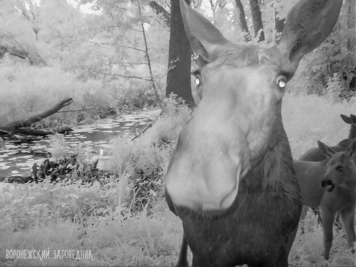 Крик лося во время гона слушать. Ревущий лось. Крик лося во время гона слушать. Звуки издаваемые самкой лося на вабу. Ревущий лось.