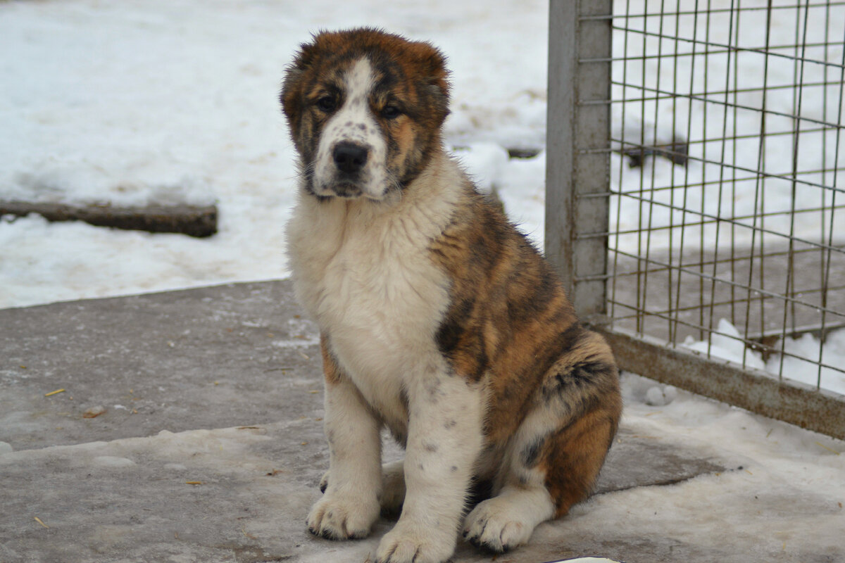 Жасмин, 2, 5 месяцев (фото автора)