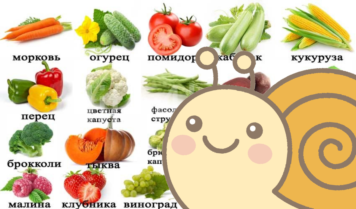 Что едят ахатины.