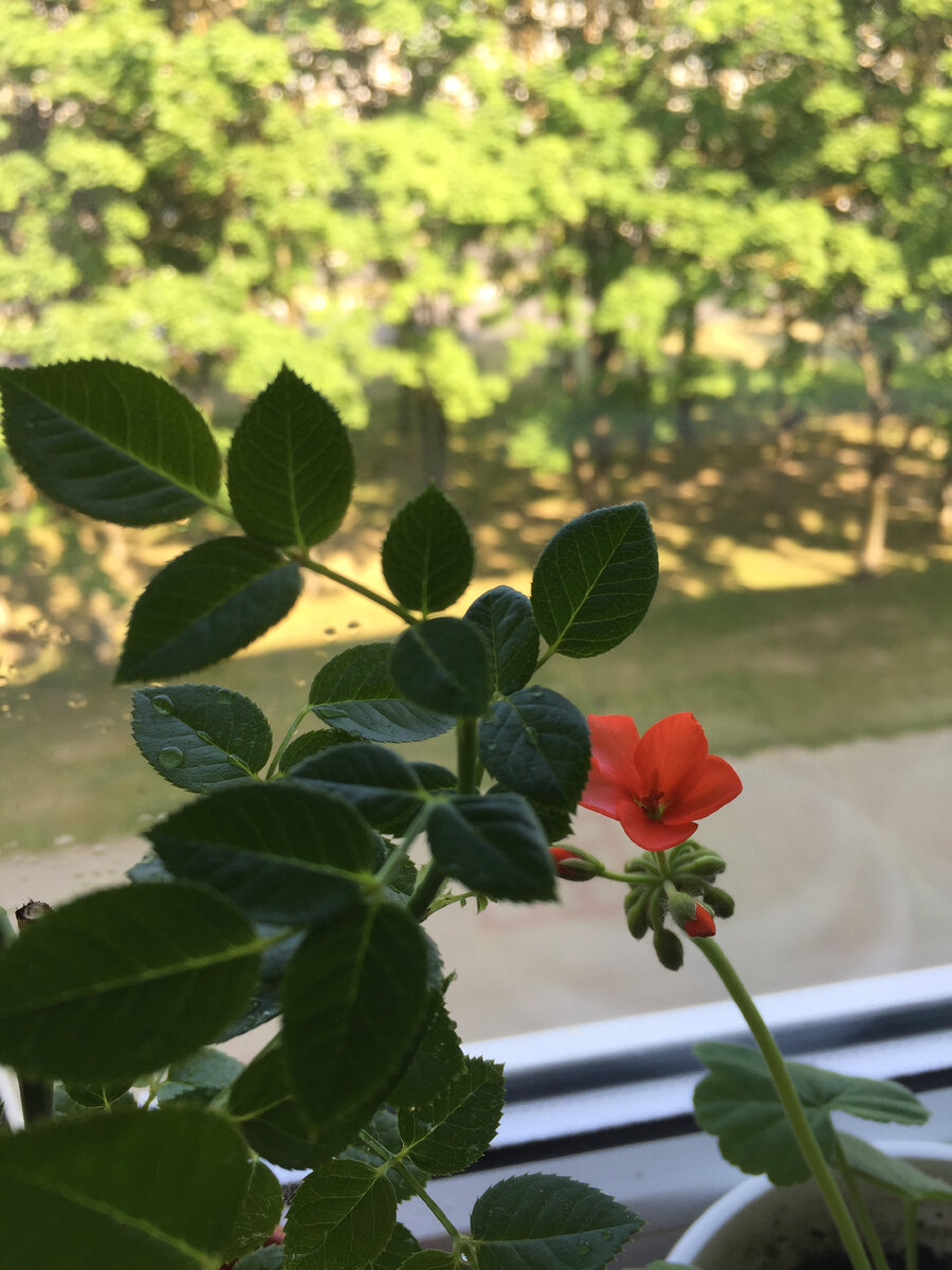 Роза и пеларгония распускается, сказочная красавица