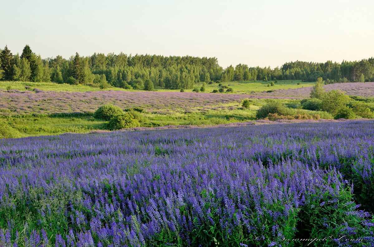 Цветущие поля под Суздалем