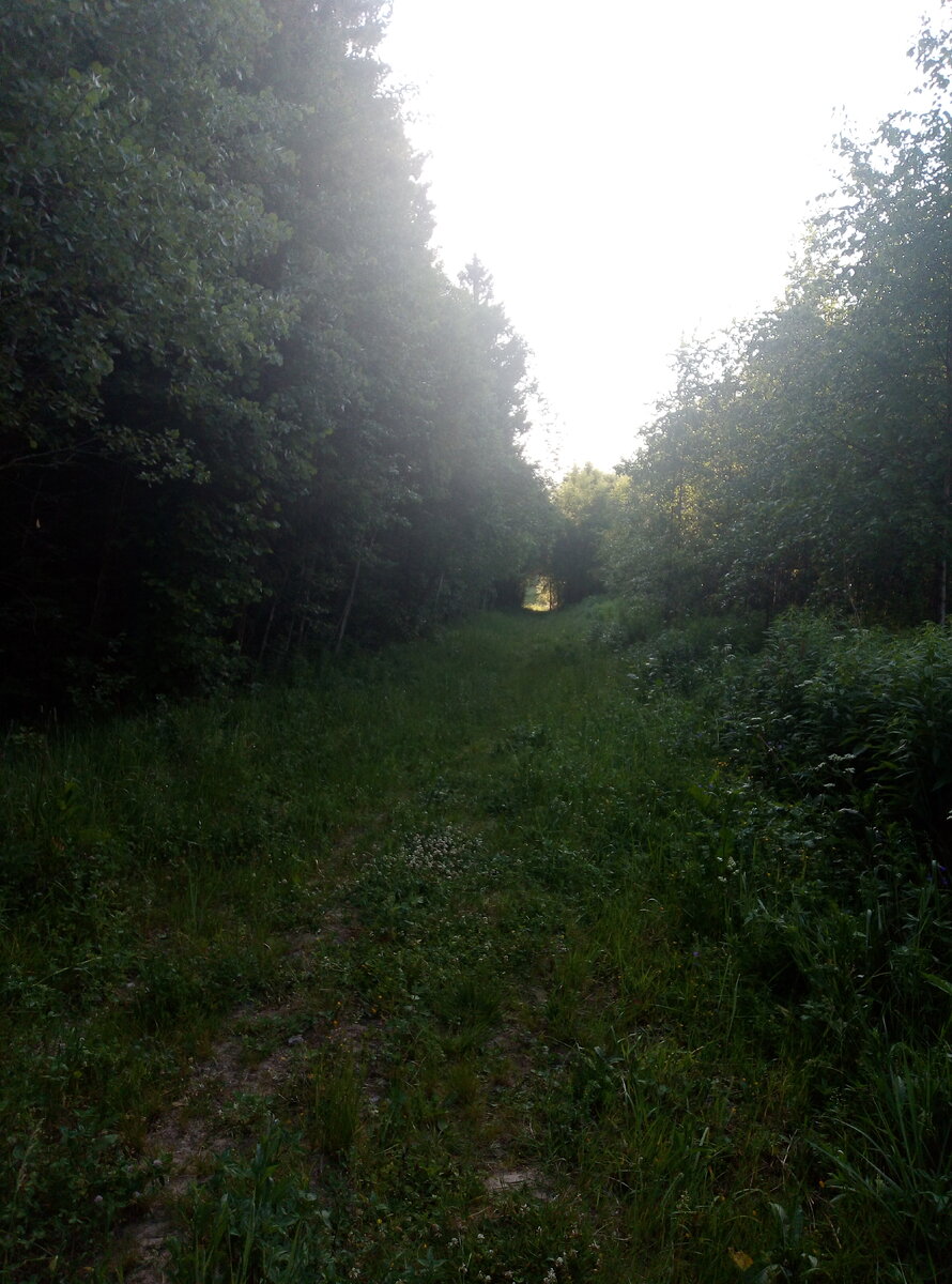 Лесная дорога майским утором. Высокая трава в росе.