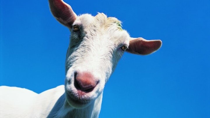 «So what if I ate those flowers?» / Digital Vision. // iStock via Getty Images Plus