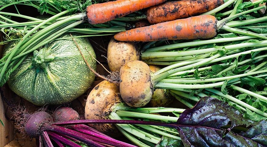 Подзимний посев: получите ранние овощи уже весной!