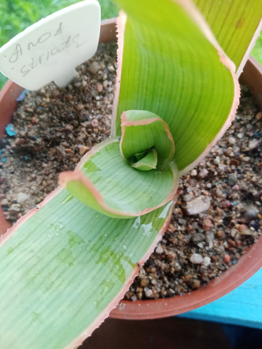 Здесь видно, что листья начинают распределяться по кругу