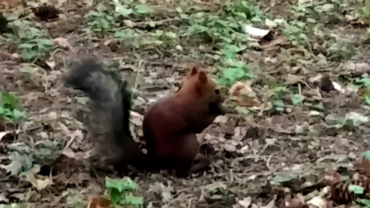 Малышка белочка.