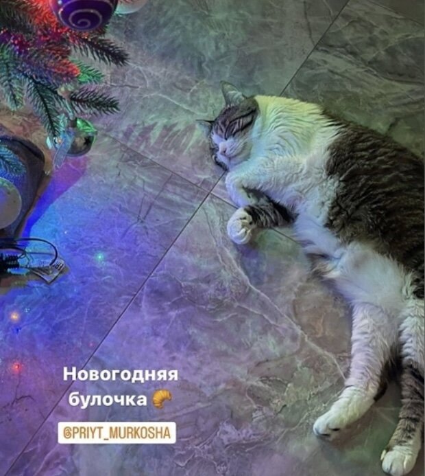 Привет из дома от кошечки Крымчанки (дома Фиона), которая уехала из приюта домой 12 сентября 2020 года: пушистый подарок, который сам ложится под елку. 😋