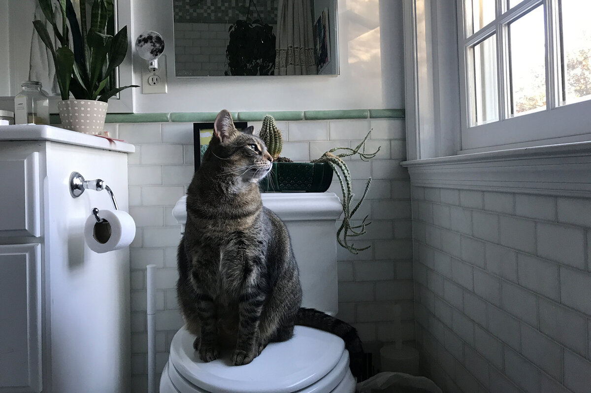     Никаких чудес: как приучить кота к унитазу