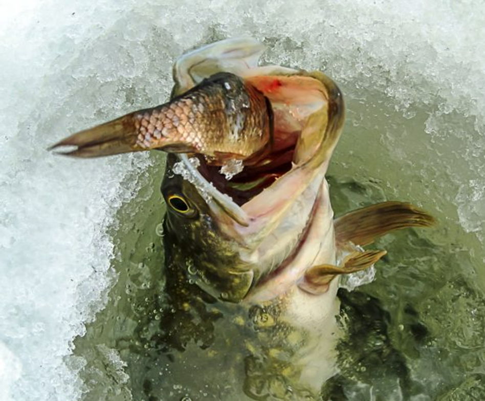 Мистическая загадка: кто кого ест? Узнаем с 10 по 14 января!