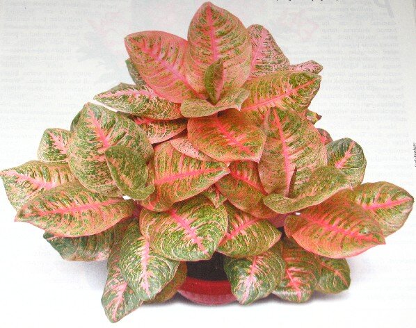 Aglaonema Harlequin