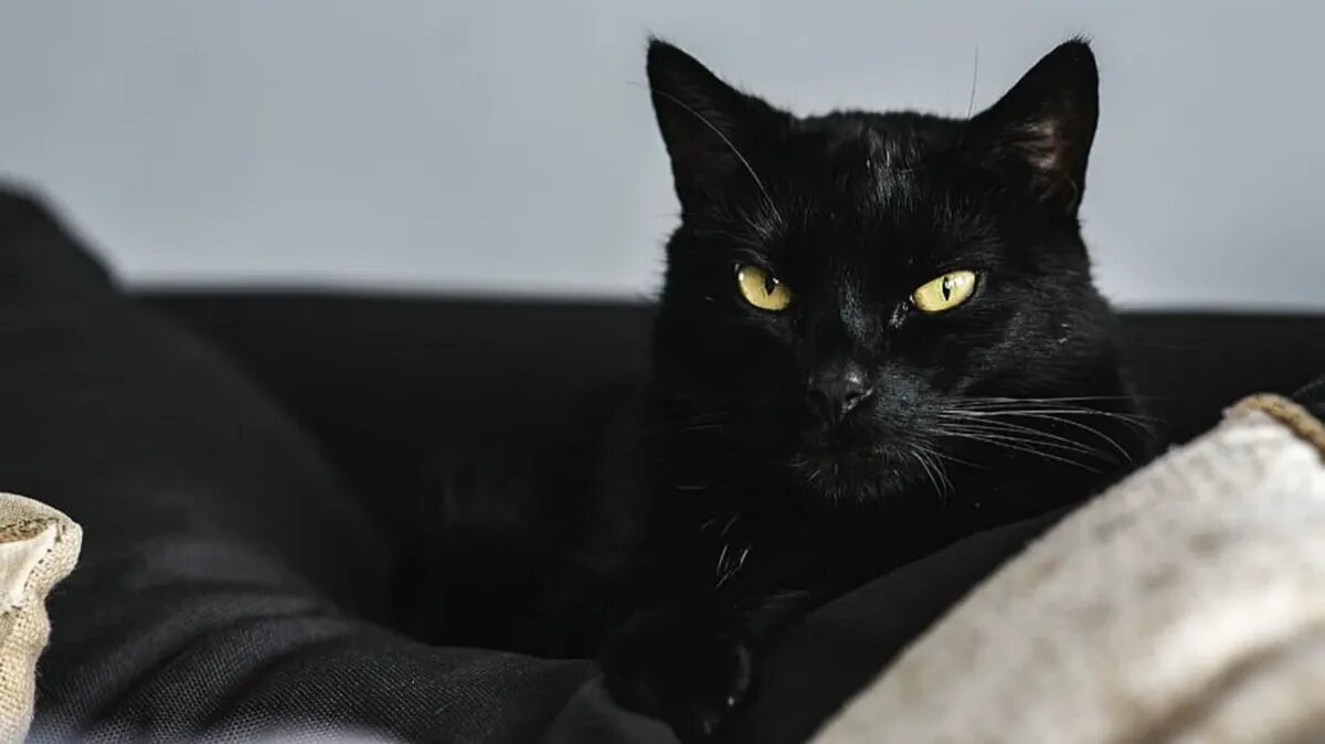 Фото: pxhere.com