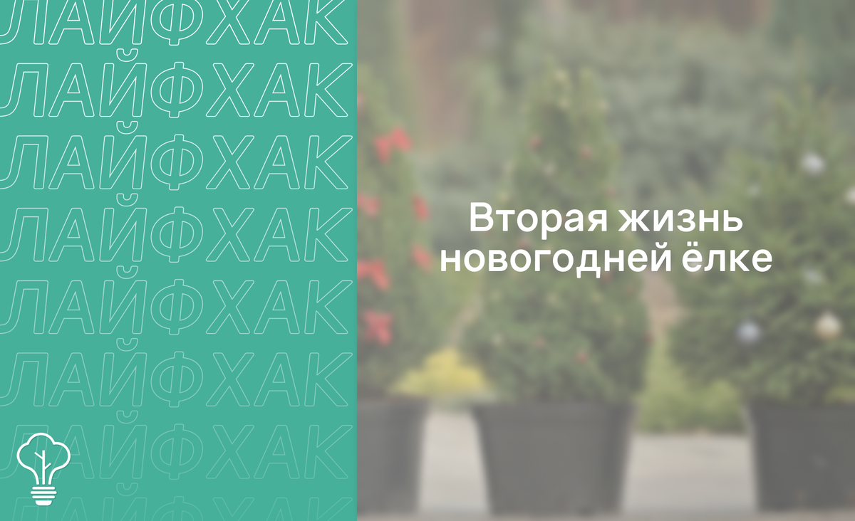 Идеи куда деть новогоднюю живую ёлку