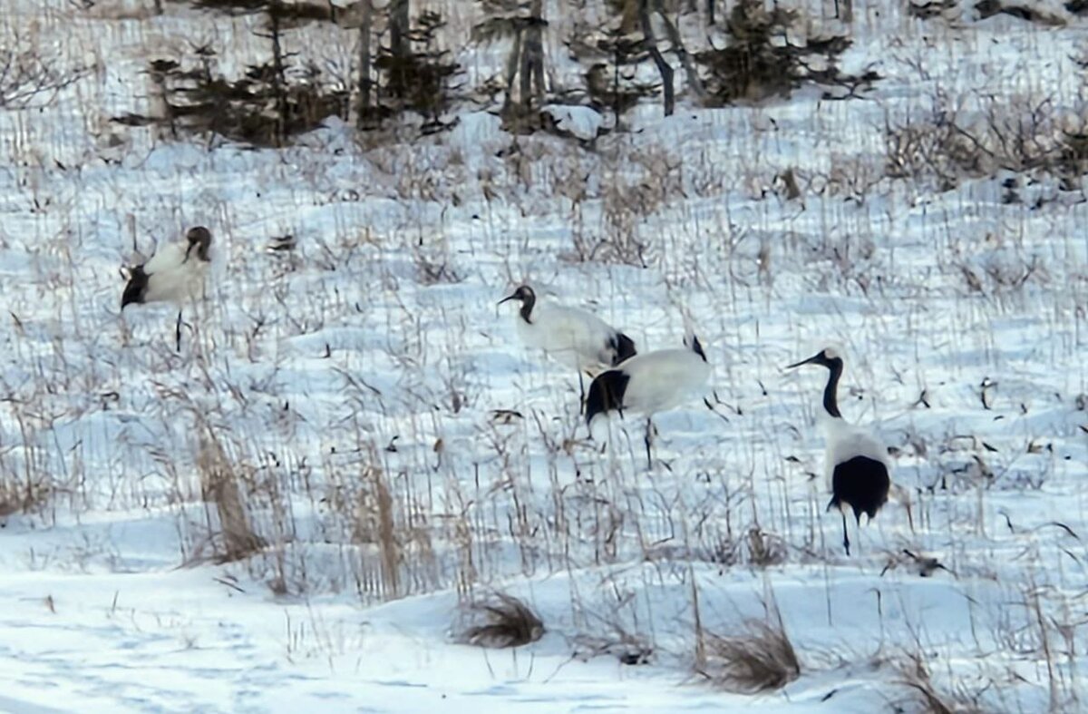 Сегодня журавли кружили над нашей туристической усадьбой весь день