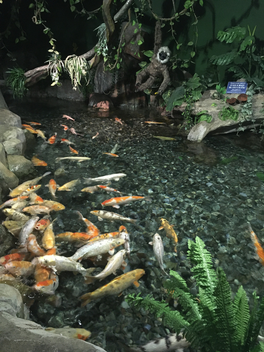 Водоём с карпами «Кои»