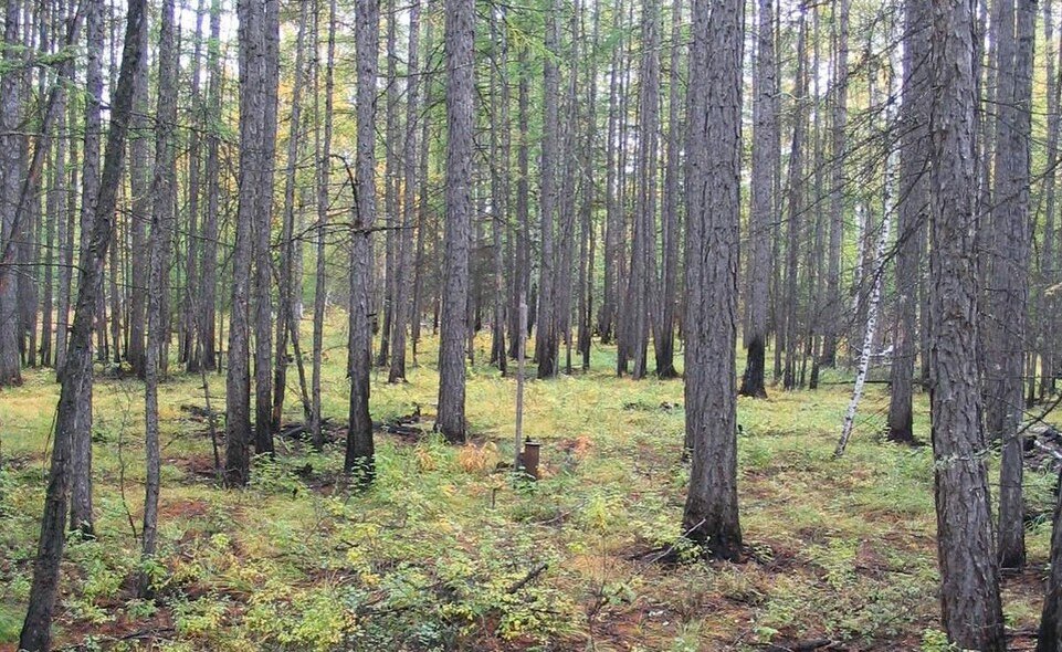     Фото: yakutia-daily.ru