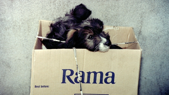 ВИКТОР ЛИСИЦЫН/GLOBAL LOOK PRESS