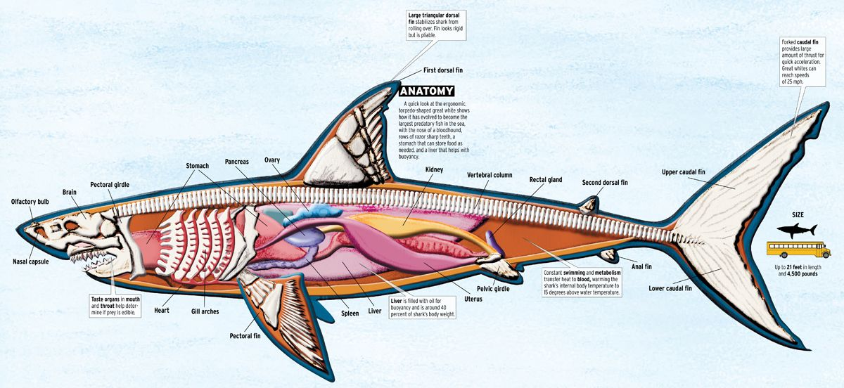 Мозг хрящевых рыб. Строение пищеварительной системы акулы. Пищеварительная система китовой акулы. Анатомия пищеварительной системы акулы. Хрящевые рыбы внутреннее строение скелета.