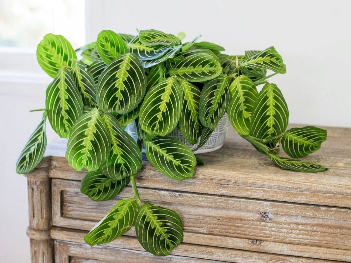 Prayer Plant растение