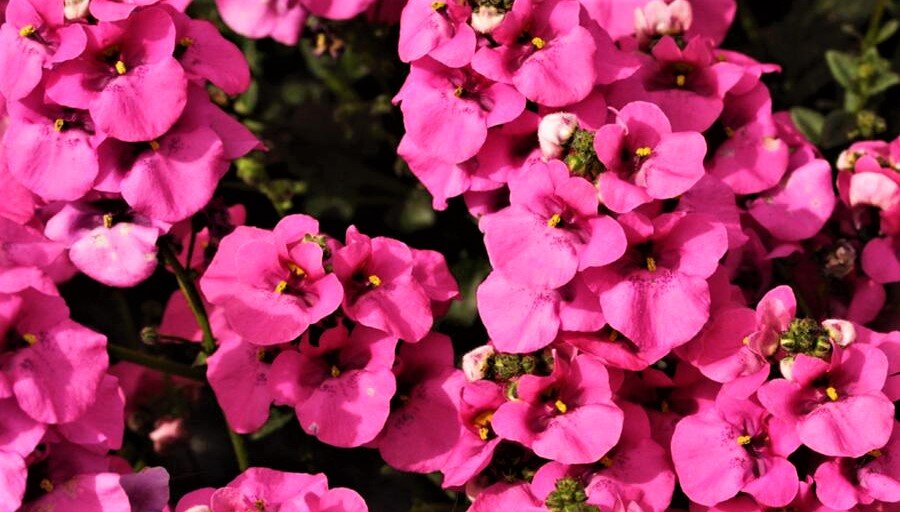 Диасция Diascia Darla Rose