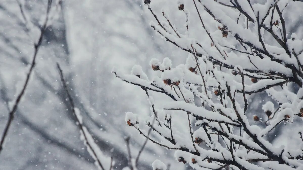 Мокрый снег налип на ветви. Фото: unsplash.com