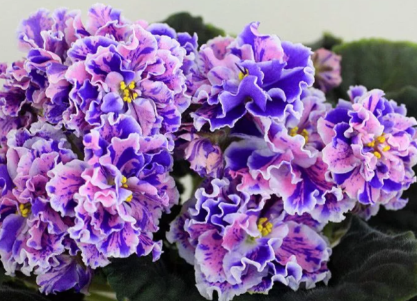 Фиалка Розмари