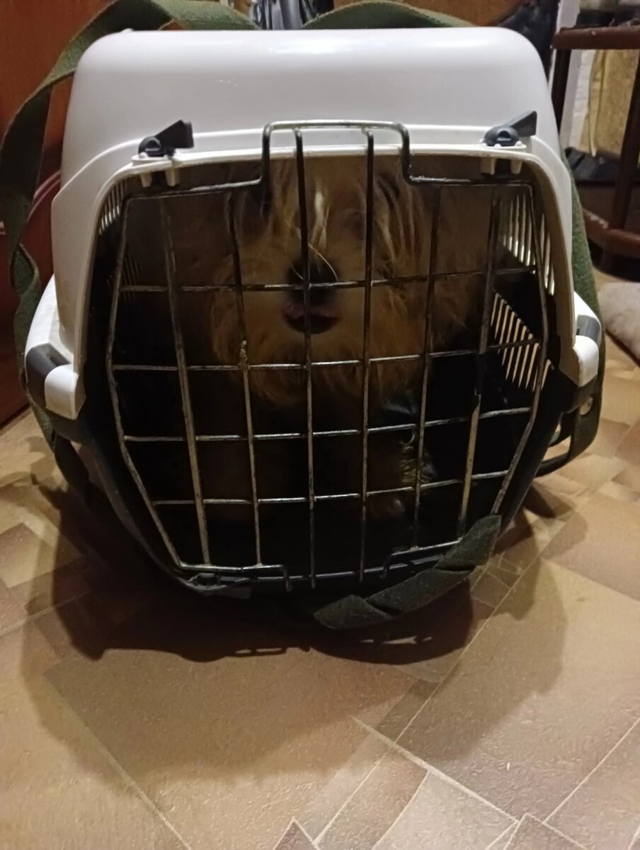 В этой переноске Снежок прожил семь месяцев