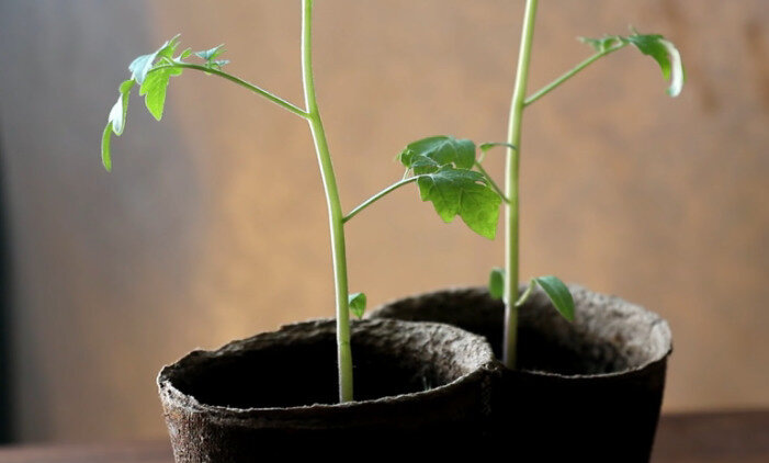 Причины вытягивания рассады