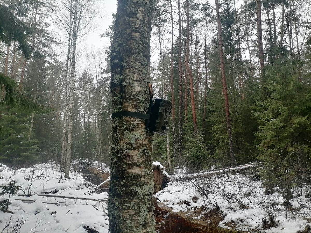 Фотоловушка в зимнем лесу на березе