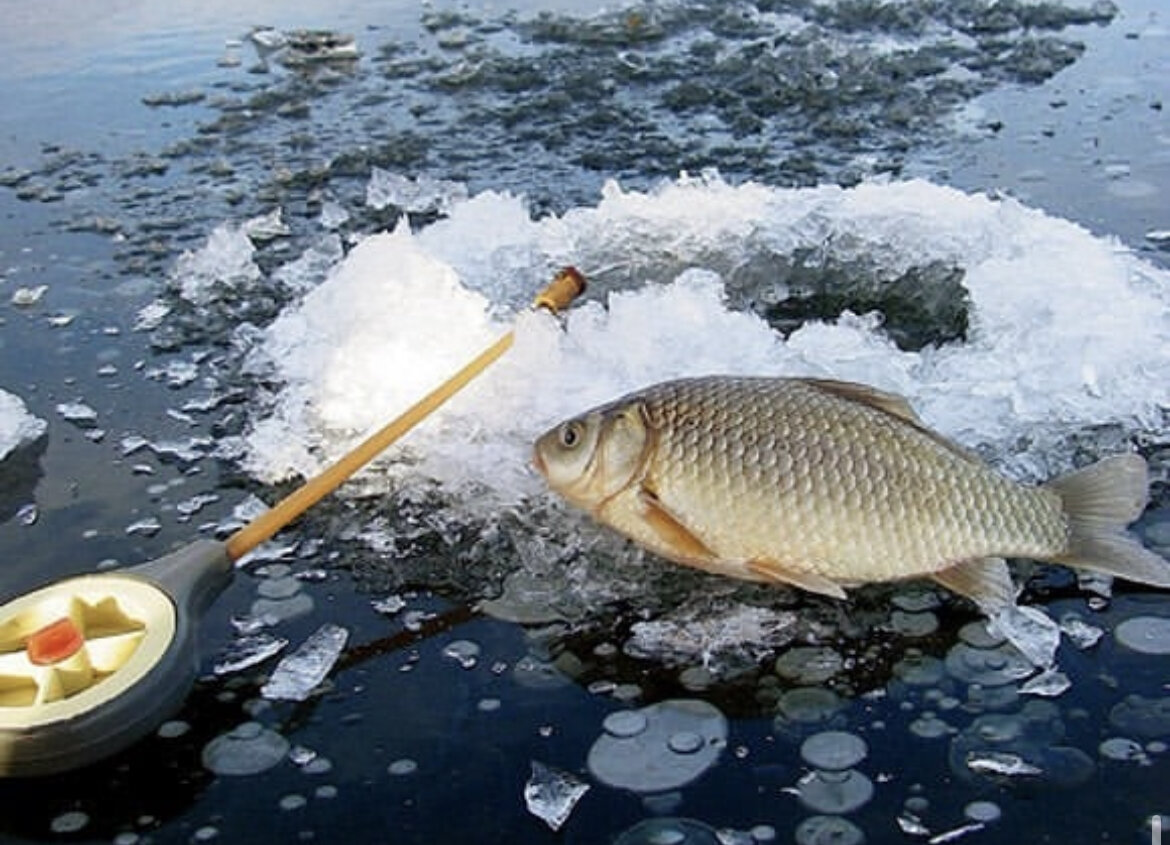 Караси температур вода. Ловля карася зимой. Зимняя рыбалка на карася. Рыбалка на карася зимой. Карась на льду.