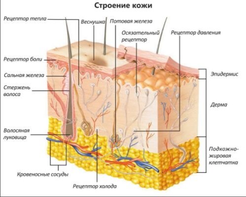 строение кожи  📷
