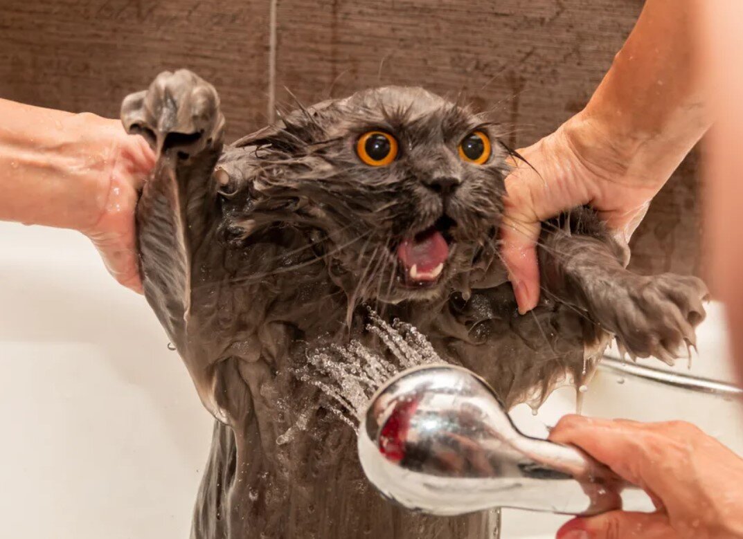 Пойман, но не сломлен