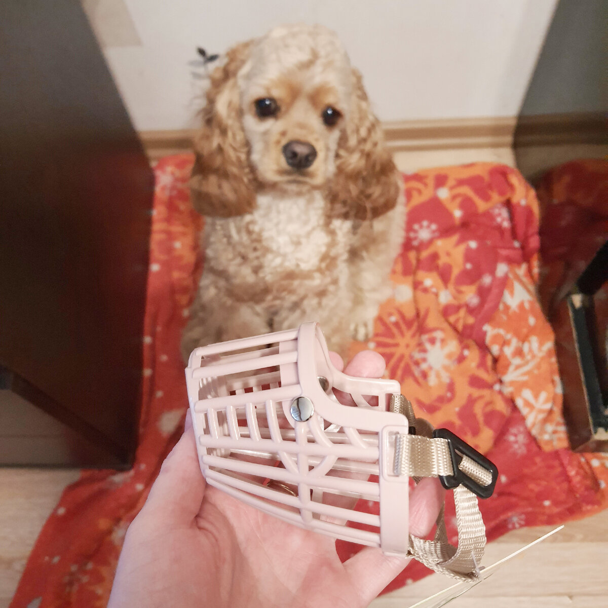 Намордник-корзинка. Флап пока не согласен... )