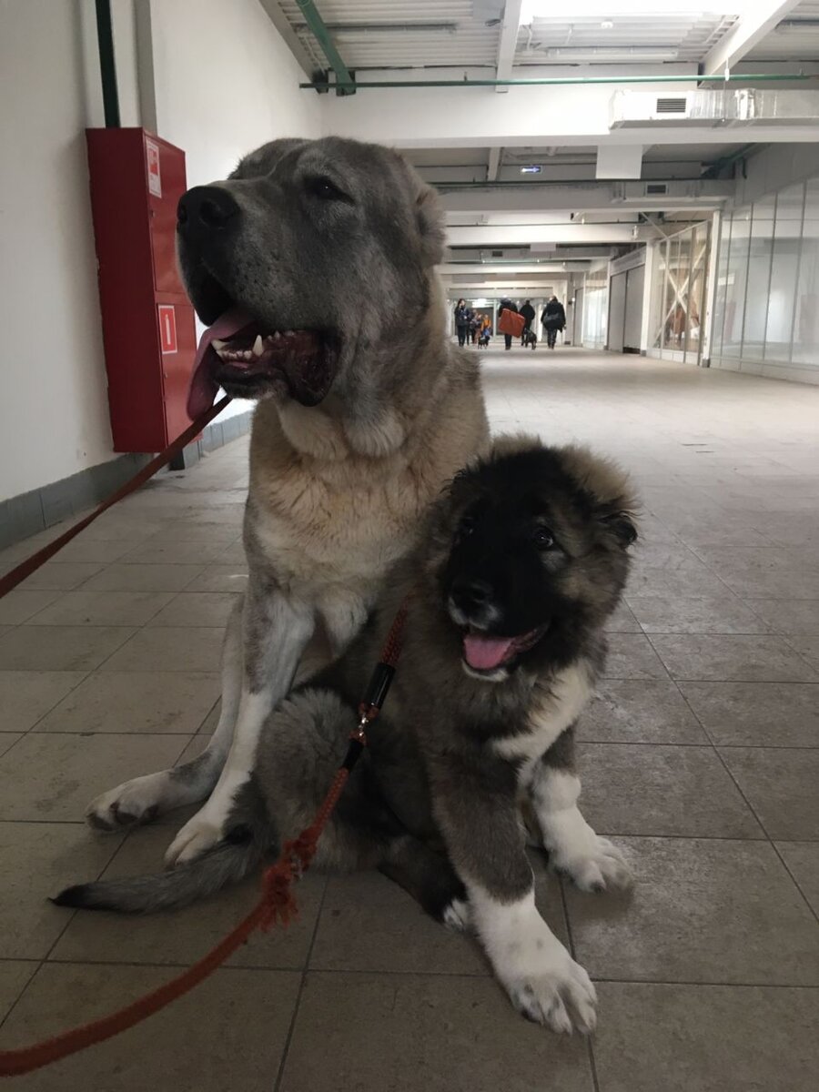 Ну по фото сразу видно, что мы на выставке))))))