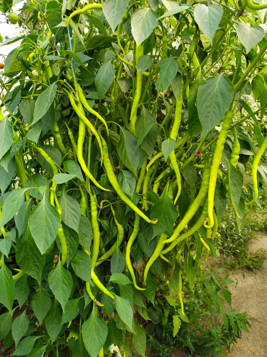 Еще неспелый Питон. Но весьма урожайный. (Перец - сладкий!)