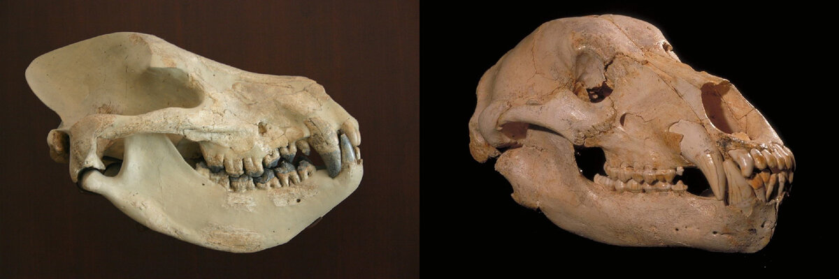 Череп гарпаголеста (слева) и череп современного медведя.