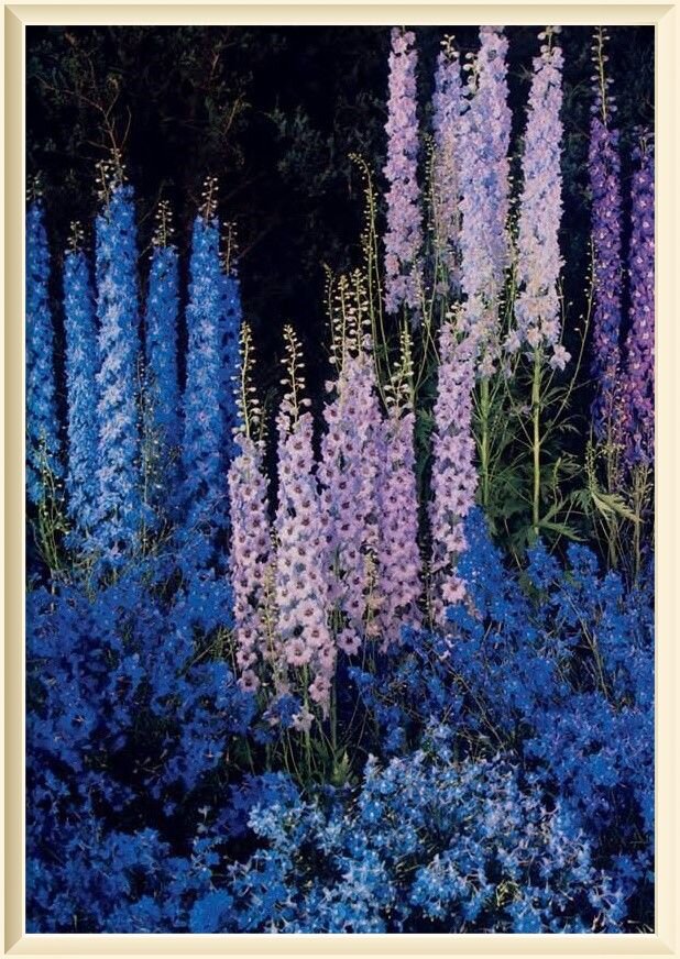  14. � Edward Steichen (American, 1879 � 1973). Delphiniums. Dye imbibition print. 1940.
George Eastman Museum, Rochester.