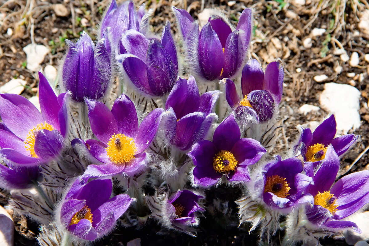 Pulsatilla kostyczewii