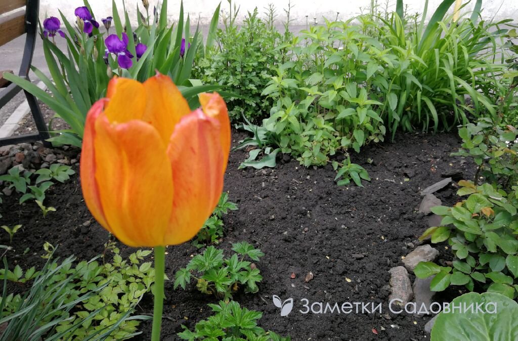 Это другой тюльпан, но тоже в гордом одиночестве