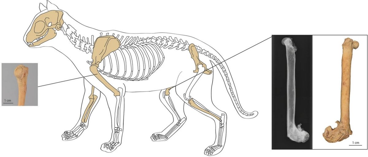 Кости кошки с городища Янгикент. Источник: The earliest domestic cat on the Silk Road. Sci Rep 10, 11241 (2020)