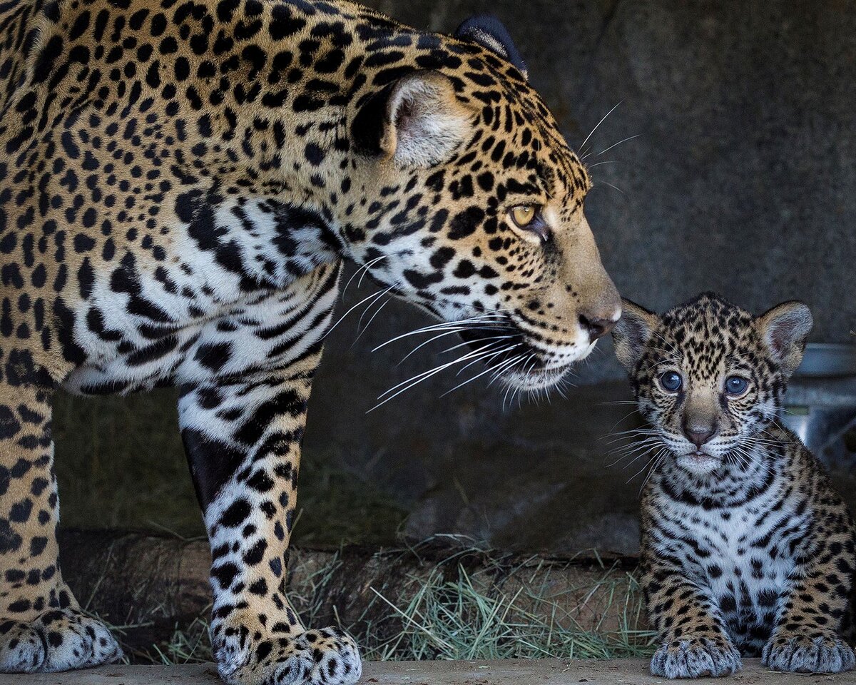 фото из интернет-источника 