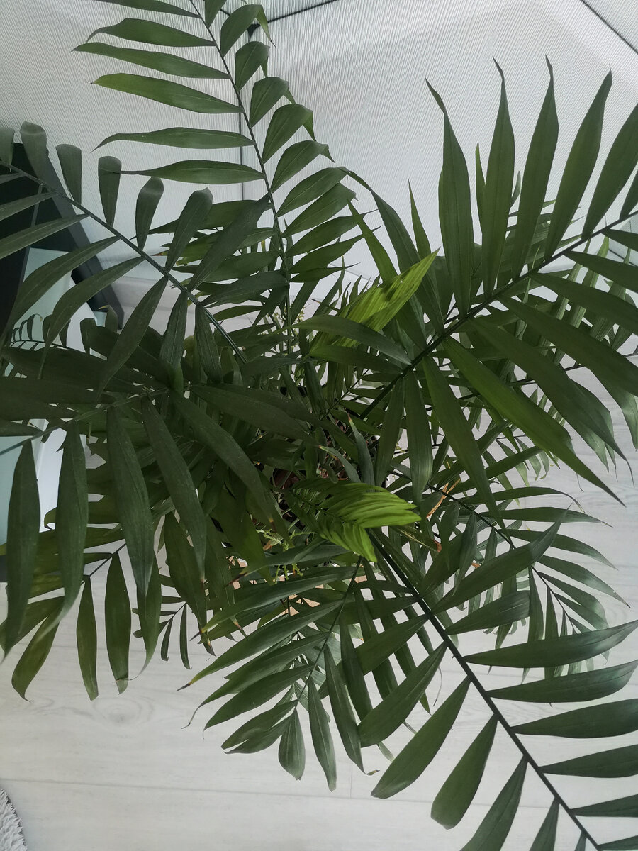 Листом изящна, характером терпелива