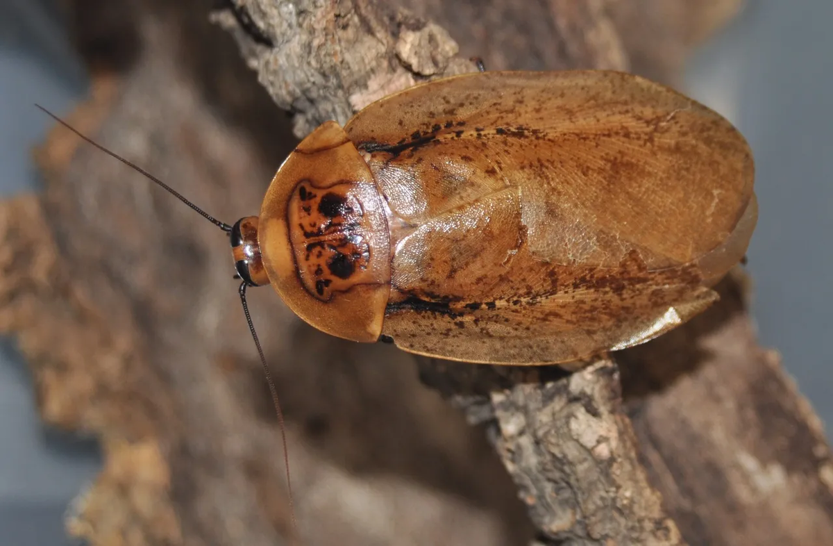 Фото из Интернета 