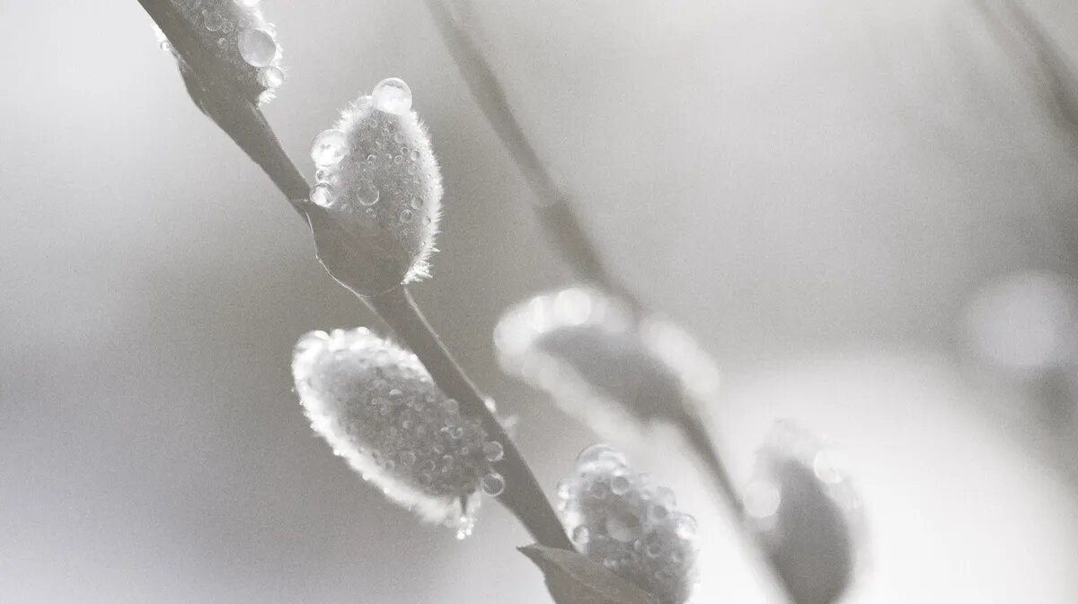 Фото: piqsels.com